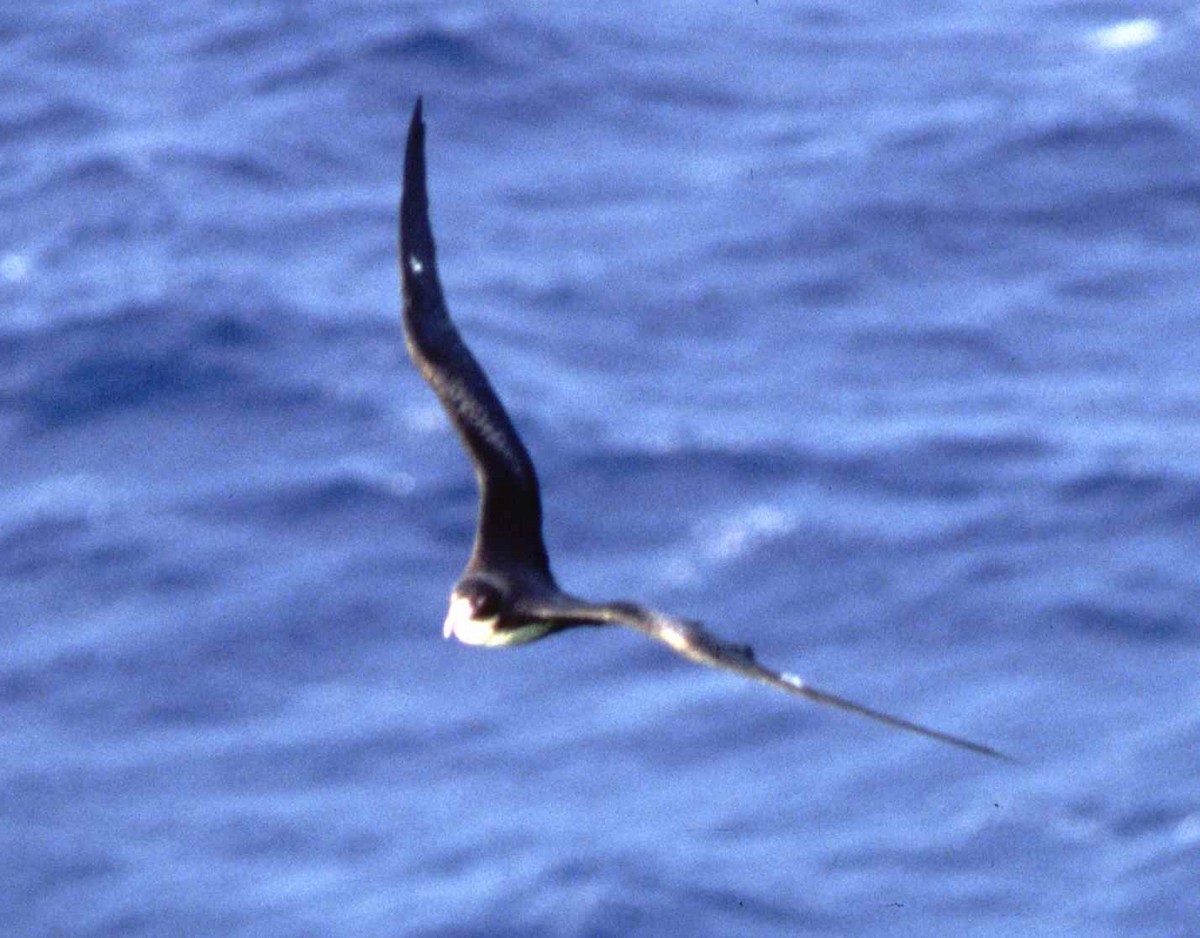 Great Frigatebird - ML631272643