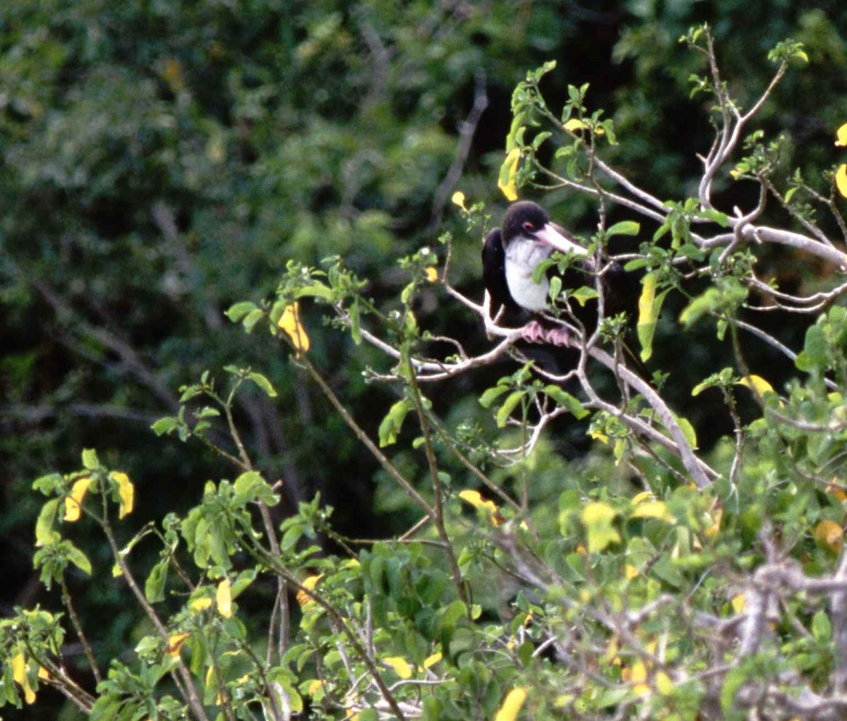 Great Frigatebird - ML631272644