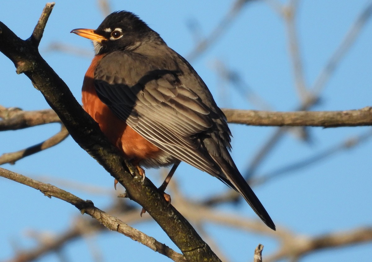American Robin - ML631272656