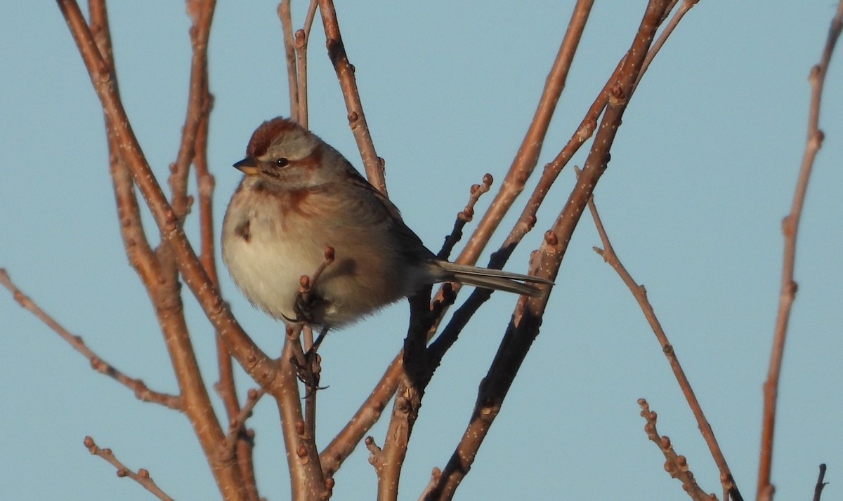 American Tree Sparrow - ML631272663