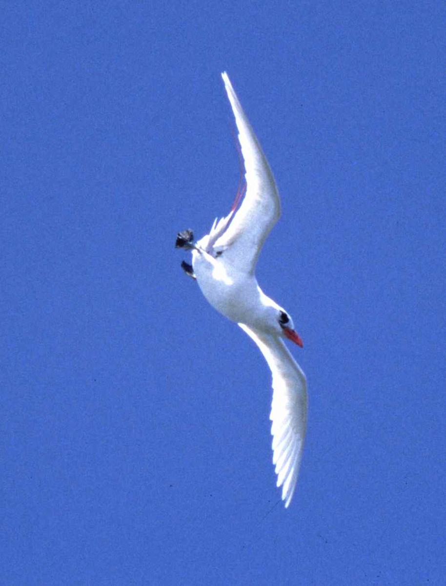 Red-tailed Tropicbird - ML631272696
