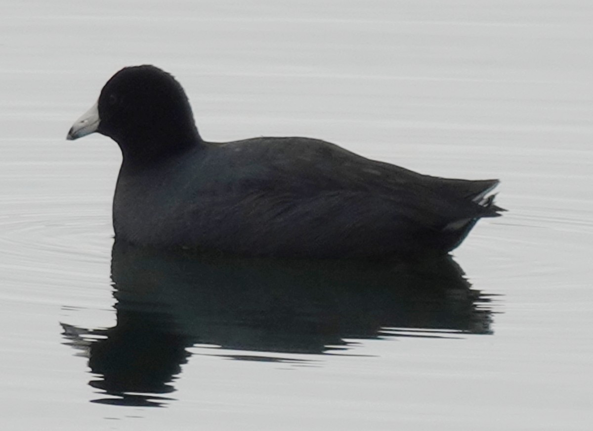 eBird Checklist - 25 Feb 2025 - Codorus SP (IBA) - 16 species