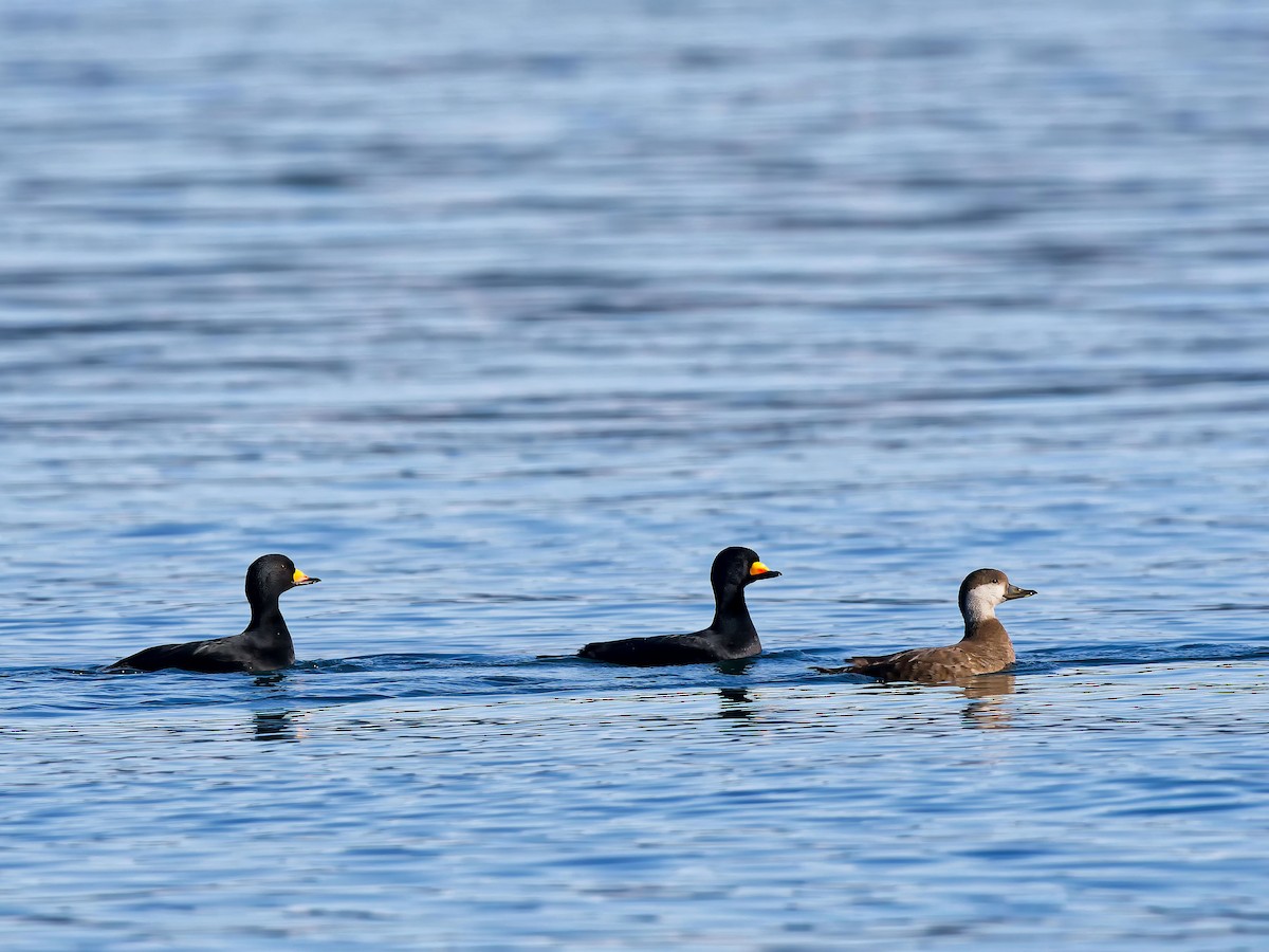 Black Scoter - ML631272961