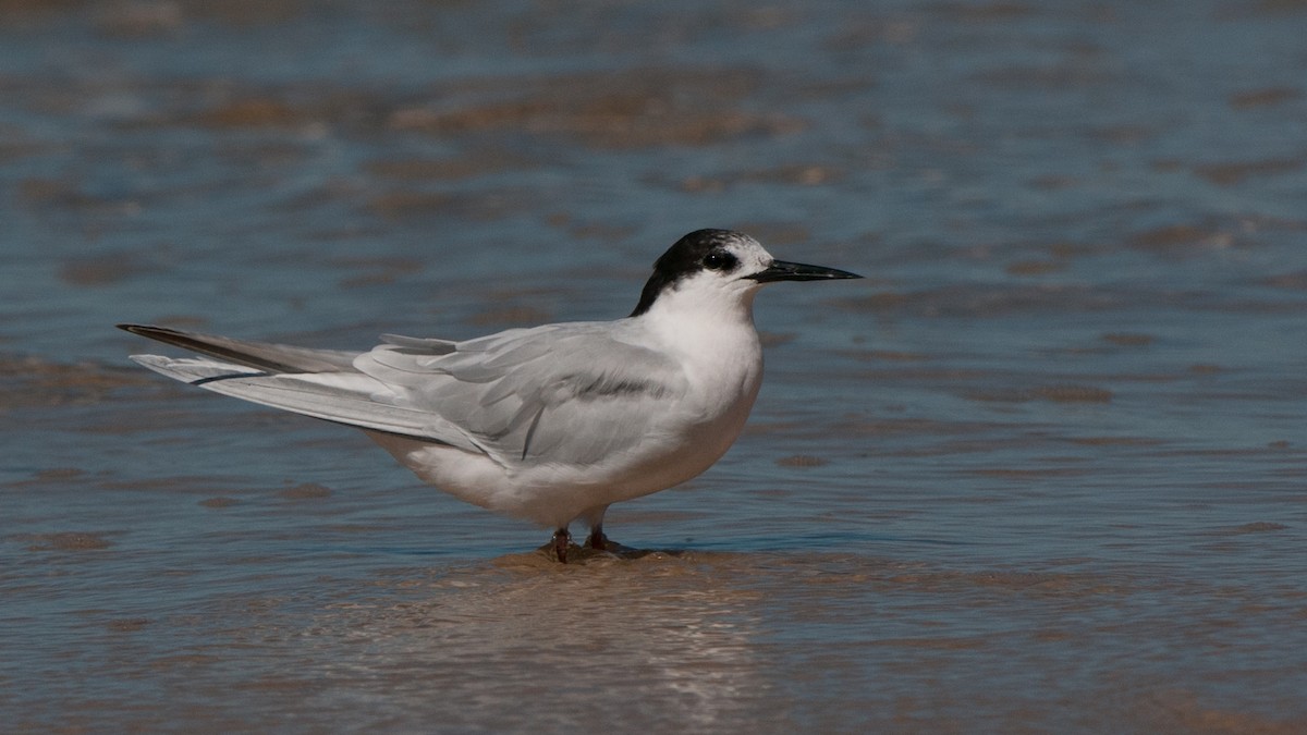 White-fronted Tern - ML631273072