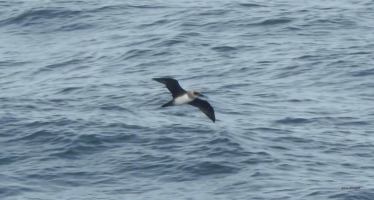 Atlantic Petrel - ML631273117