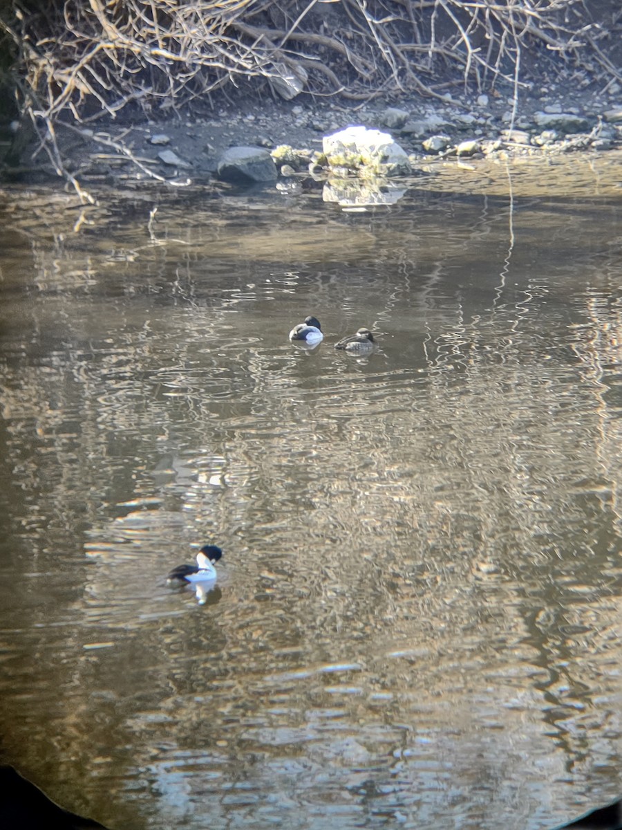Greater Scaup - ML631273185