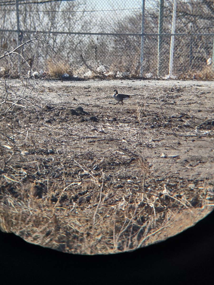 Cackling Goose - ML631273232