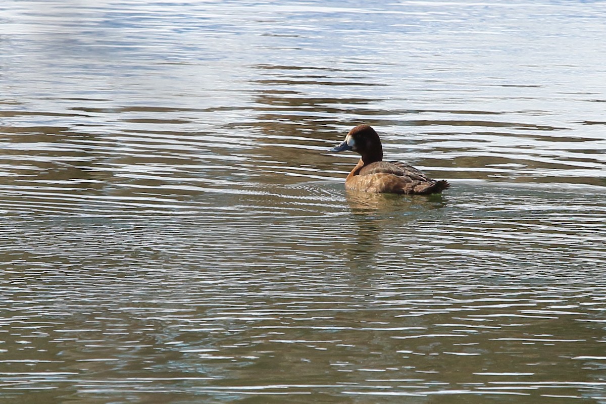 bergand - ML631273450