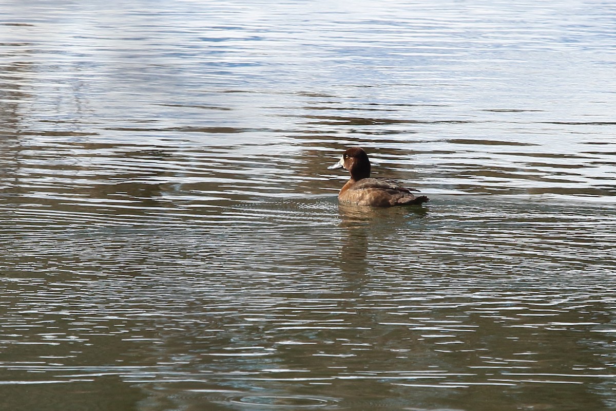 bergand - ML631273451