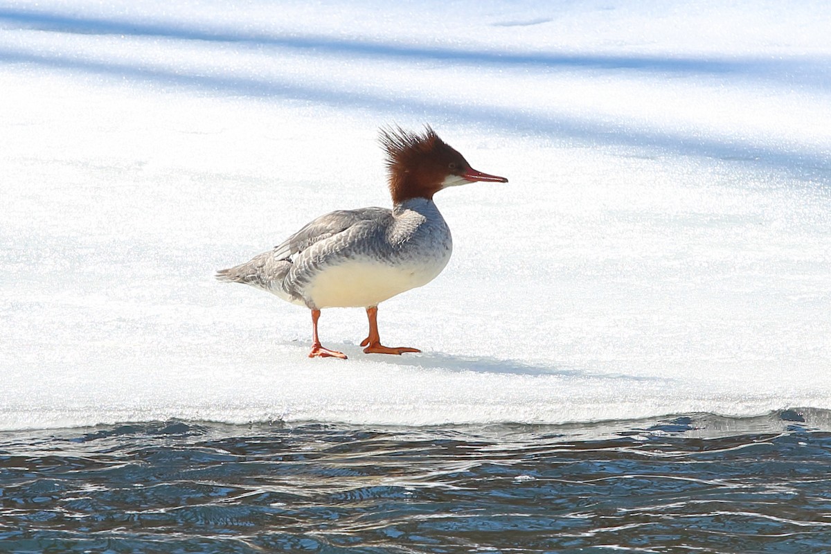 laksand - ML631273461