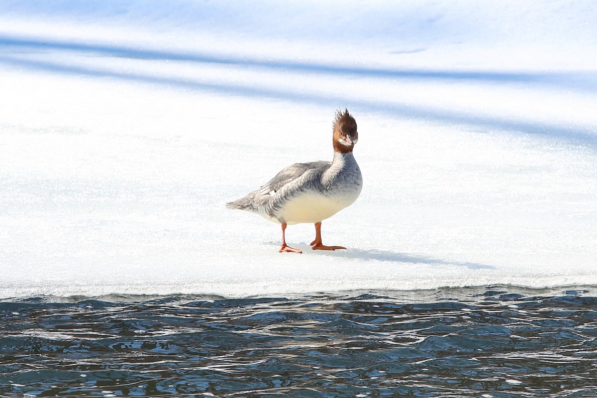 laksand - ML631273462