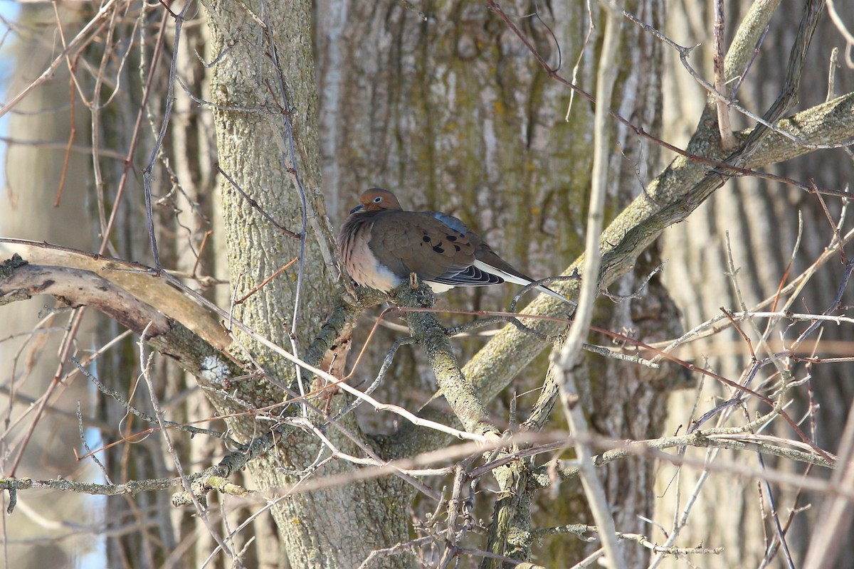 sørgedue - ML631273473