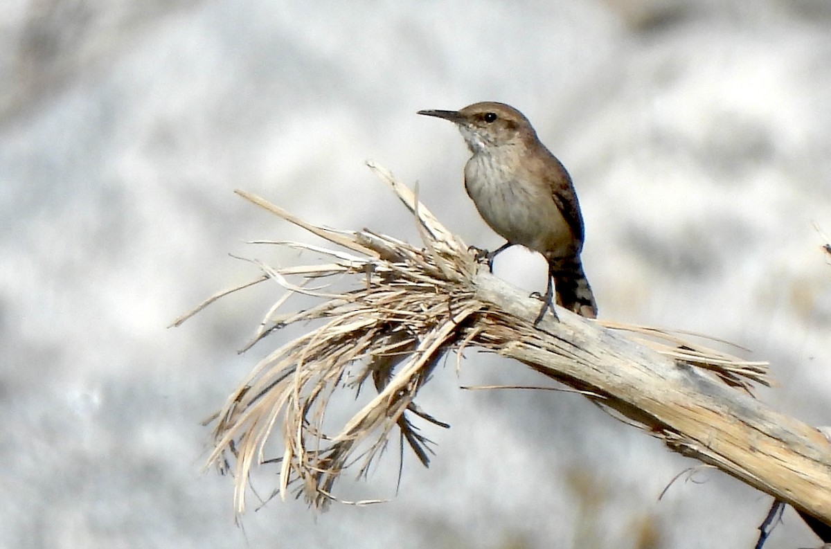 Rock Wren - ML631273538
