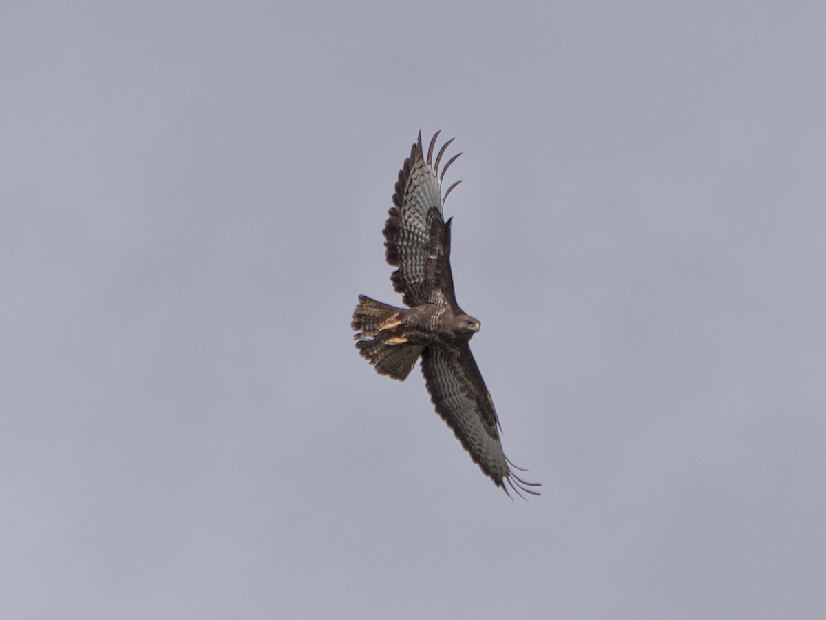 Common Buzzard - ML631273663