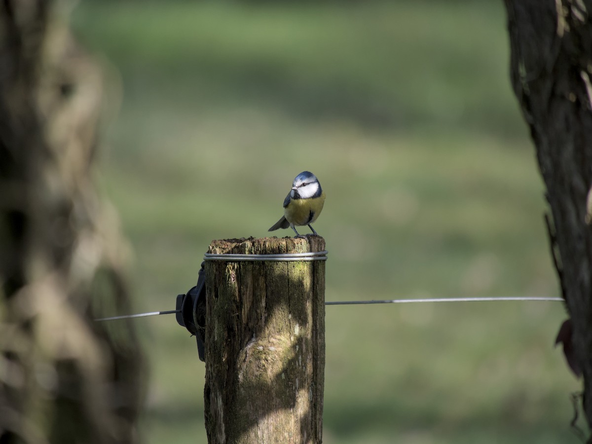 Eurasian Blue Tit - ML631273693