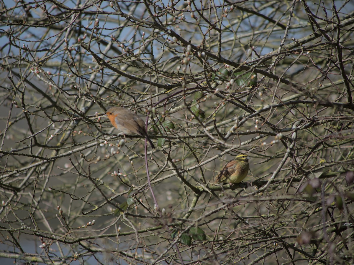 Cirl Bunting - ML631273727