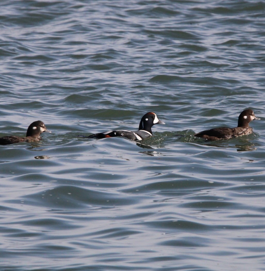 eBird Checklist - 25 Feb 2025 - Rudee Inlet - 1 species