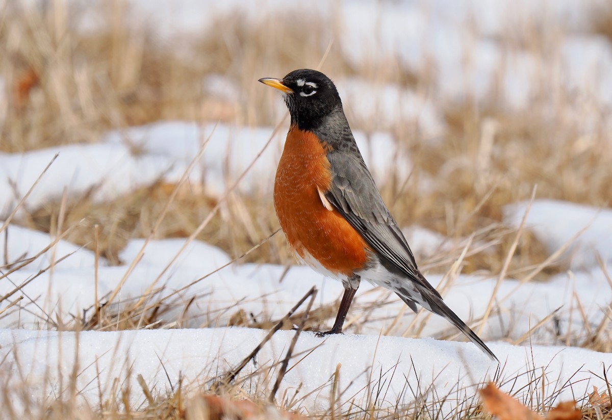 American Robin - ML631274243