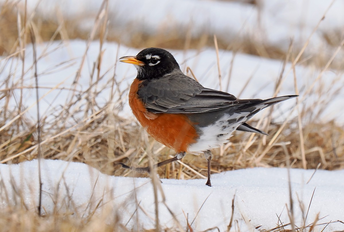 American Robin - ML631274245