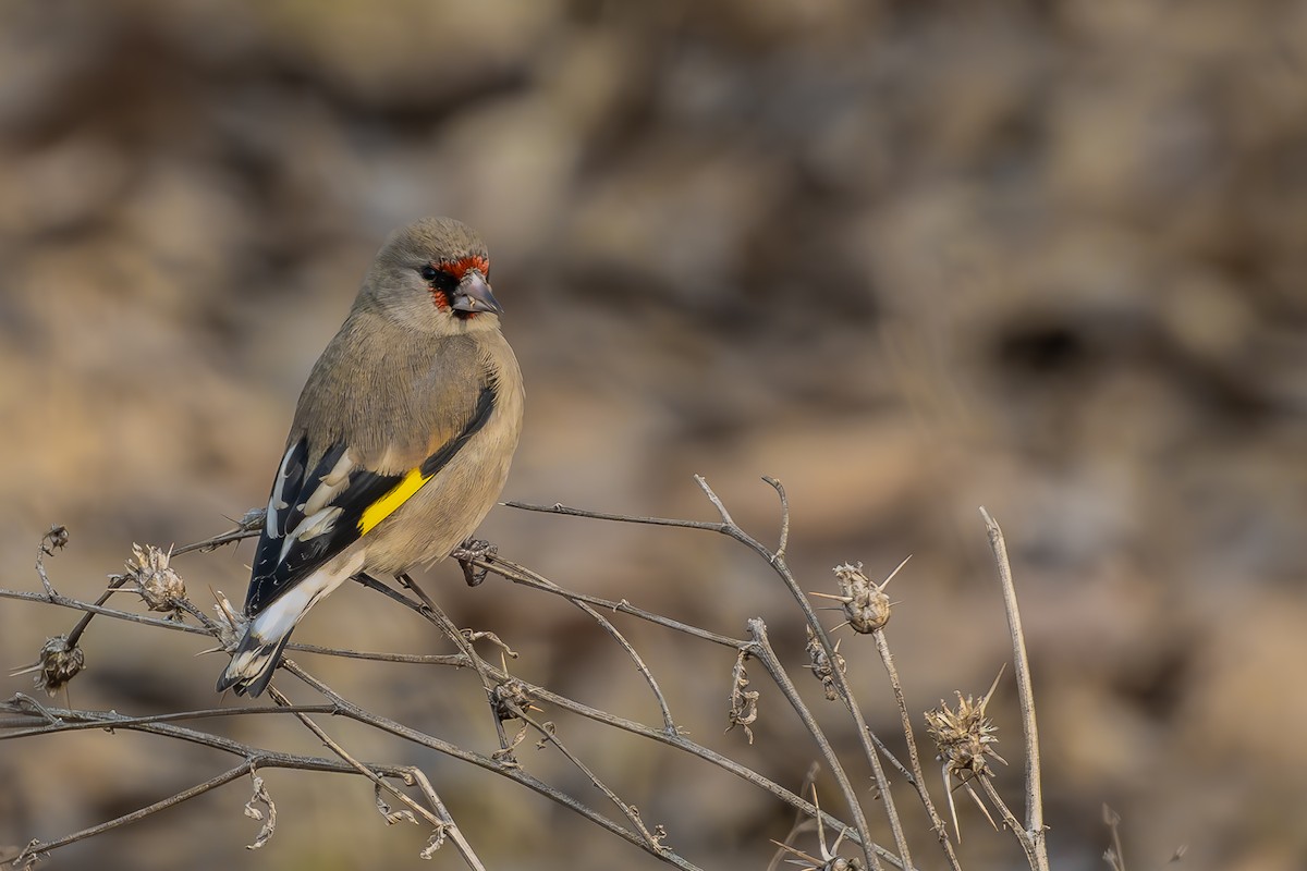Gray-crowned Goldfinch - ML631274510