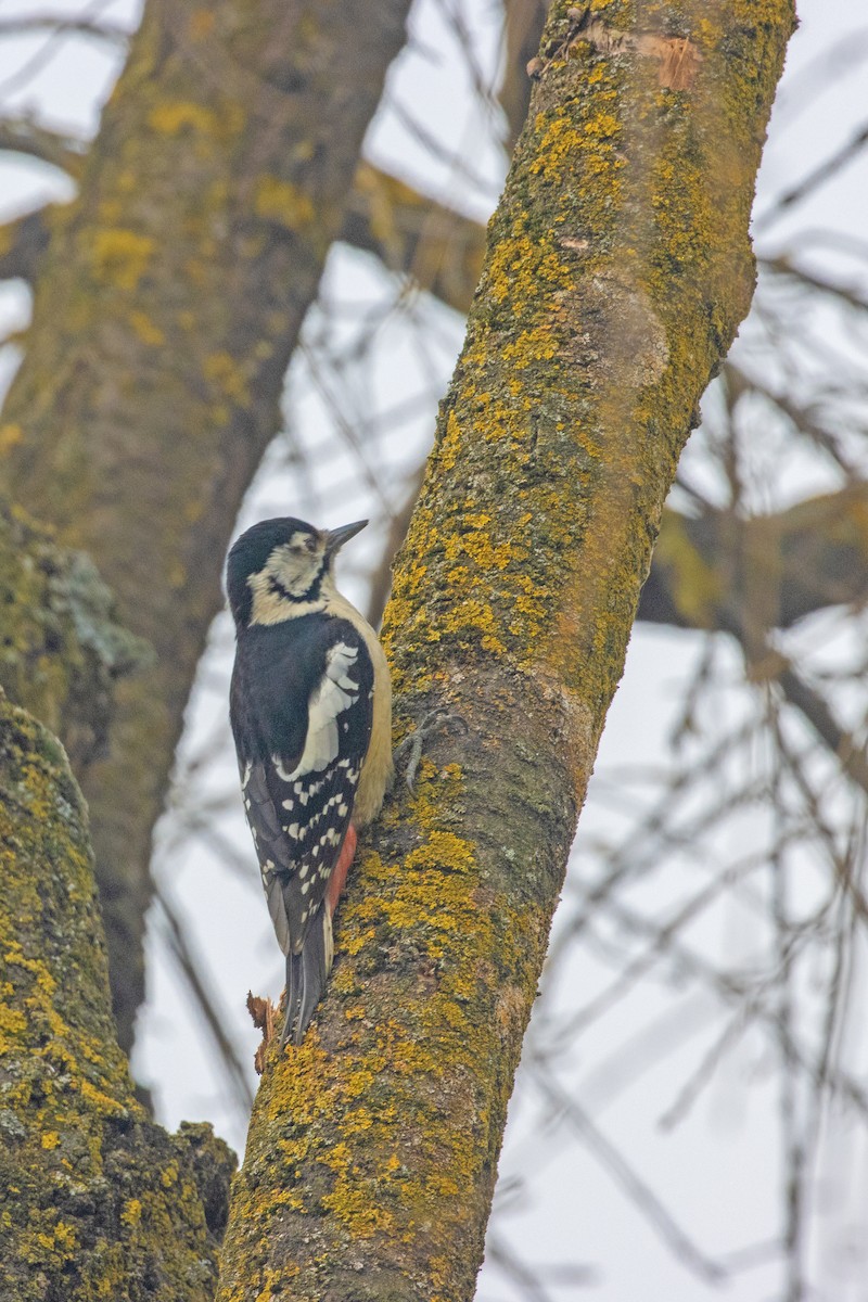 Himalayan Woodpecker - ML631274548