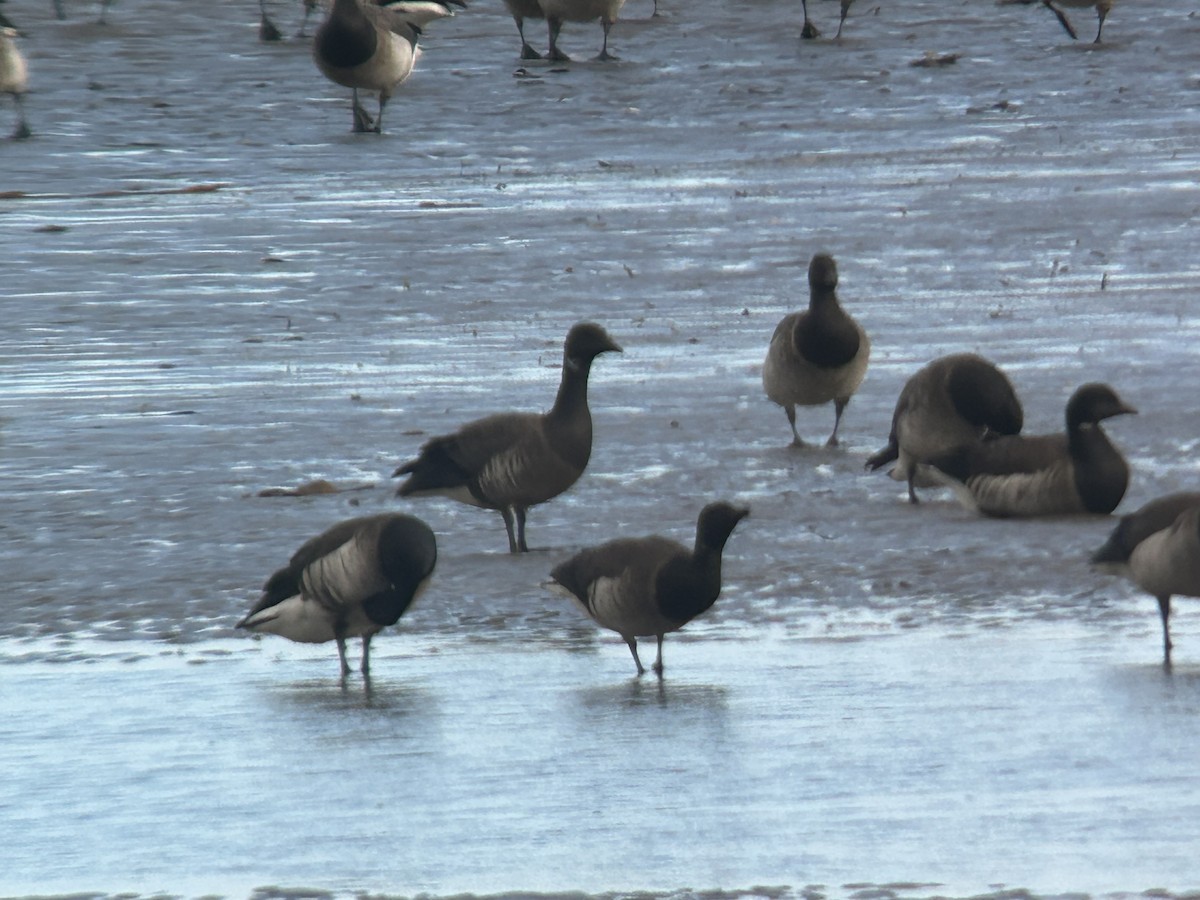 Brant (Dark-bellied) - ML631274570