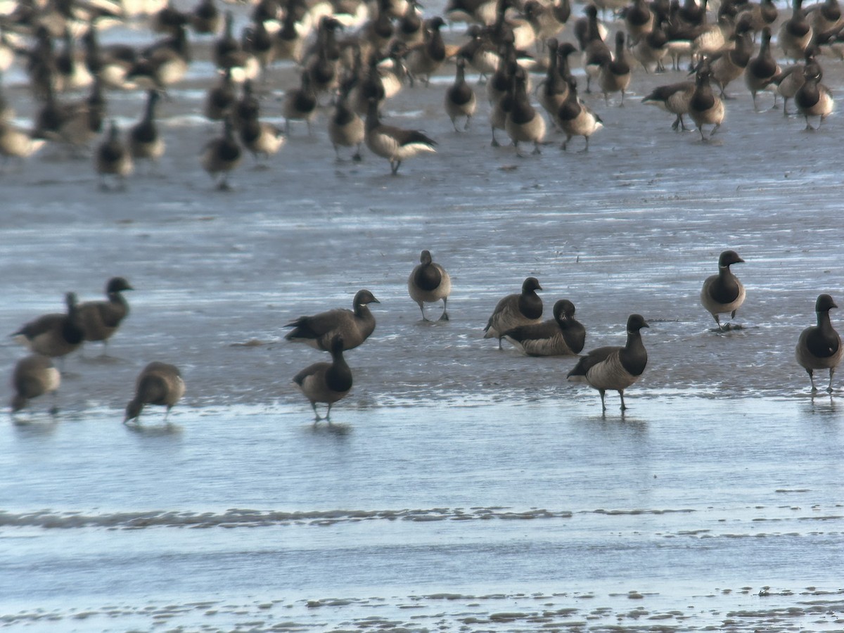 Brant (Dark-bellied) - ML631274571