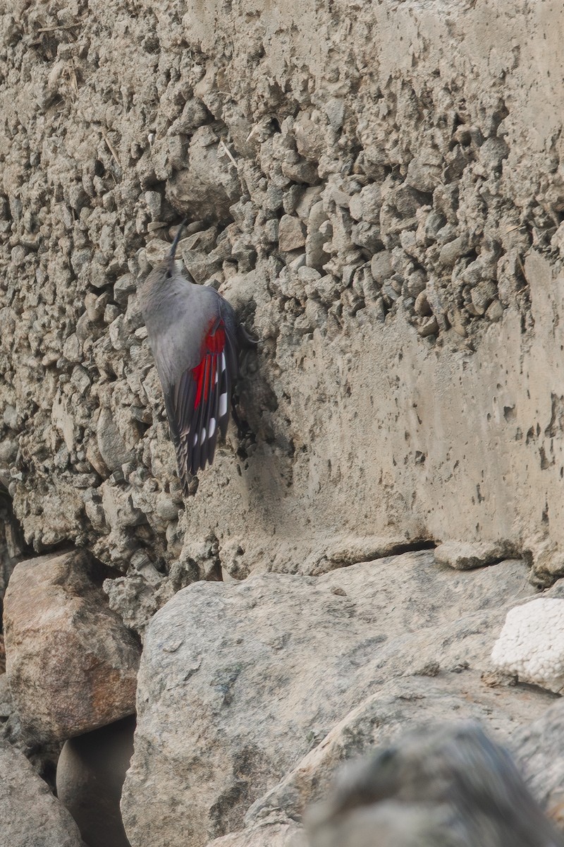 Wallcreeper - ML631274574