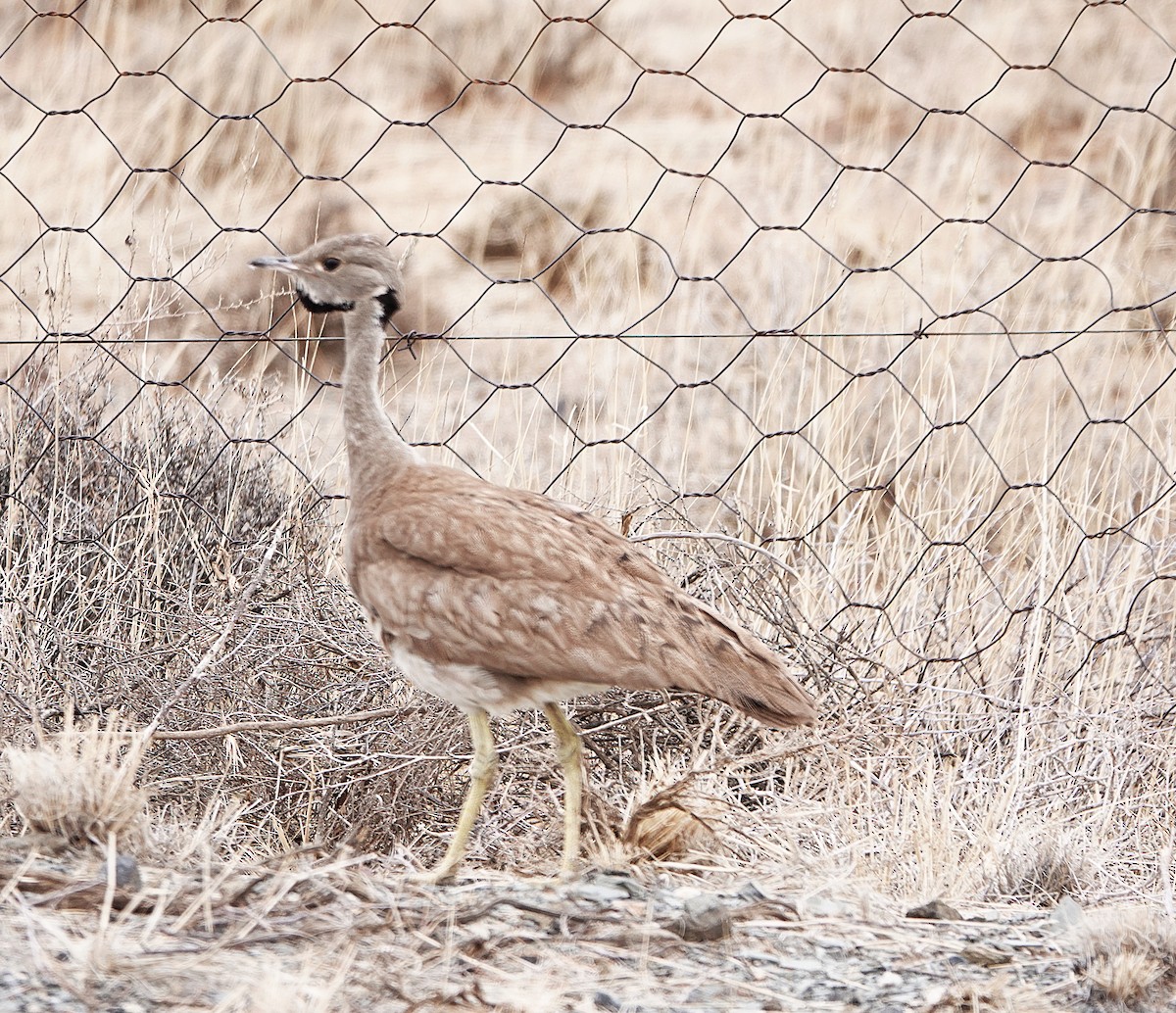 Karoo Bustard - ML631274585