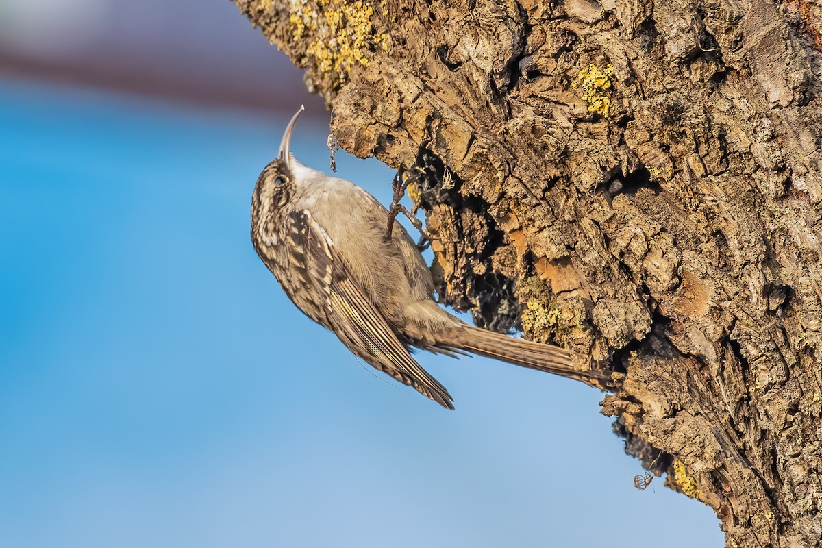 Bar-tailed Treecreeper - ML631274591