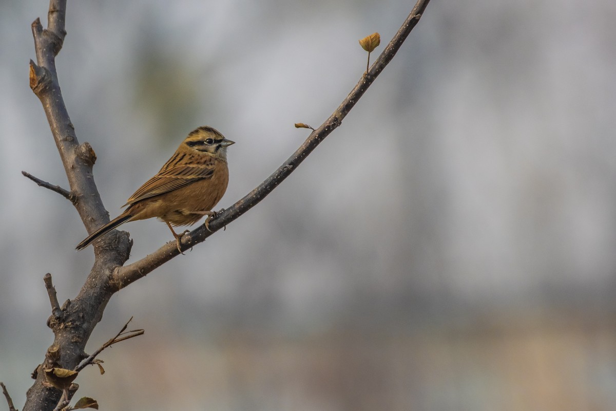Rock Bunting - ML631274609