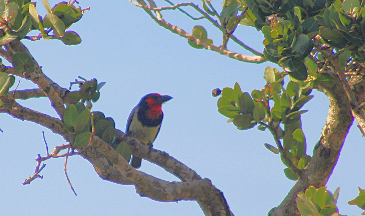 Black-collared Barbet - ML631274630