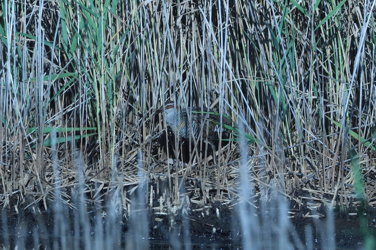 Buff-banded Rail - ML631274986