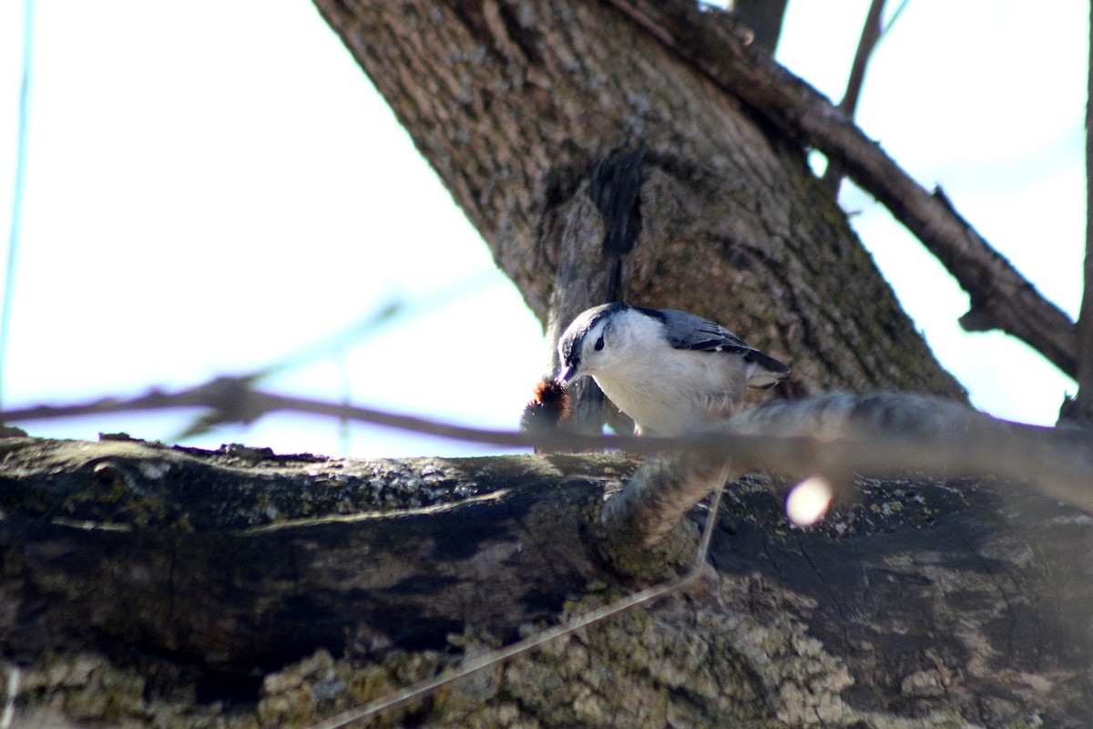 White-breasted Nuthatch - ML631275005