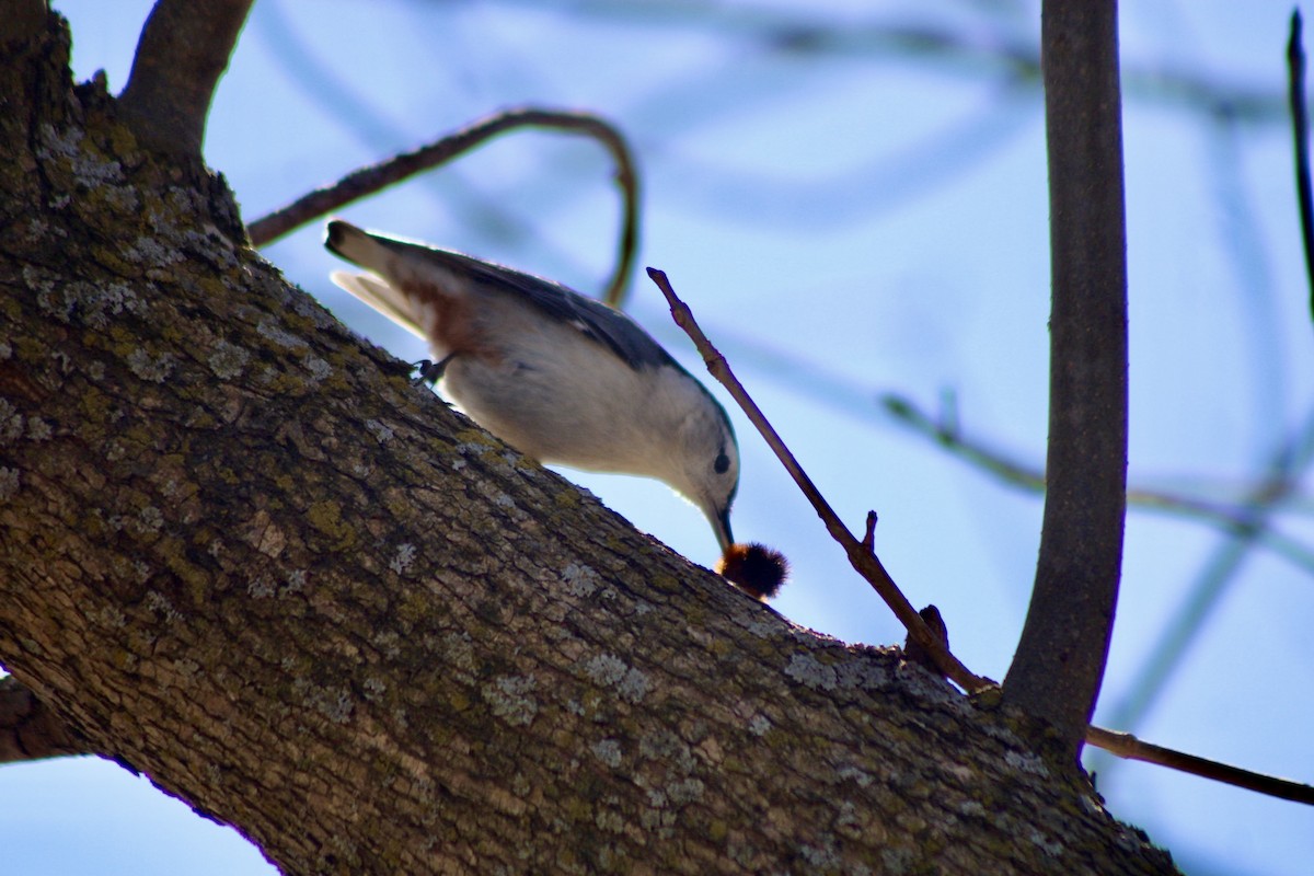 White-breasted Nuthatch - ML631275006