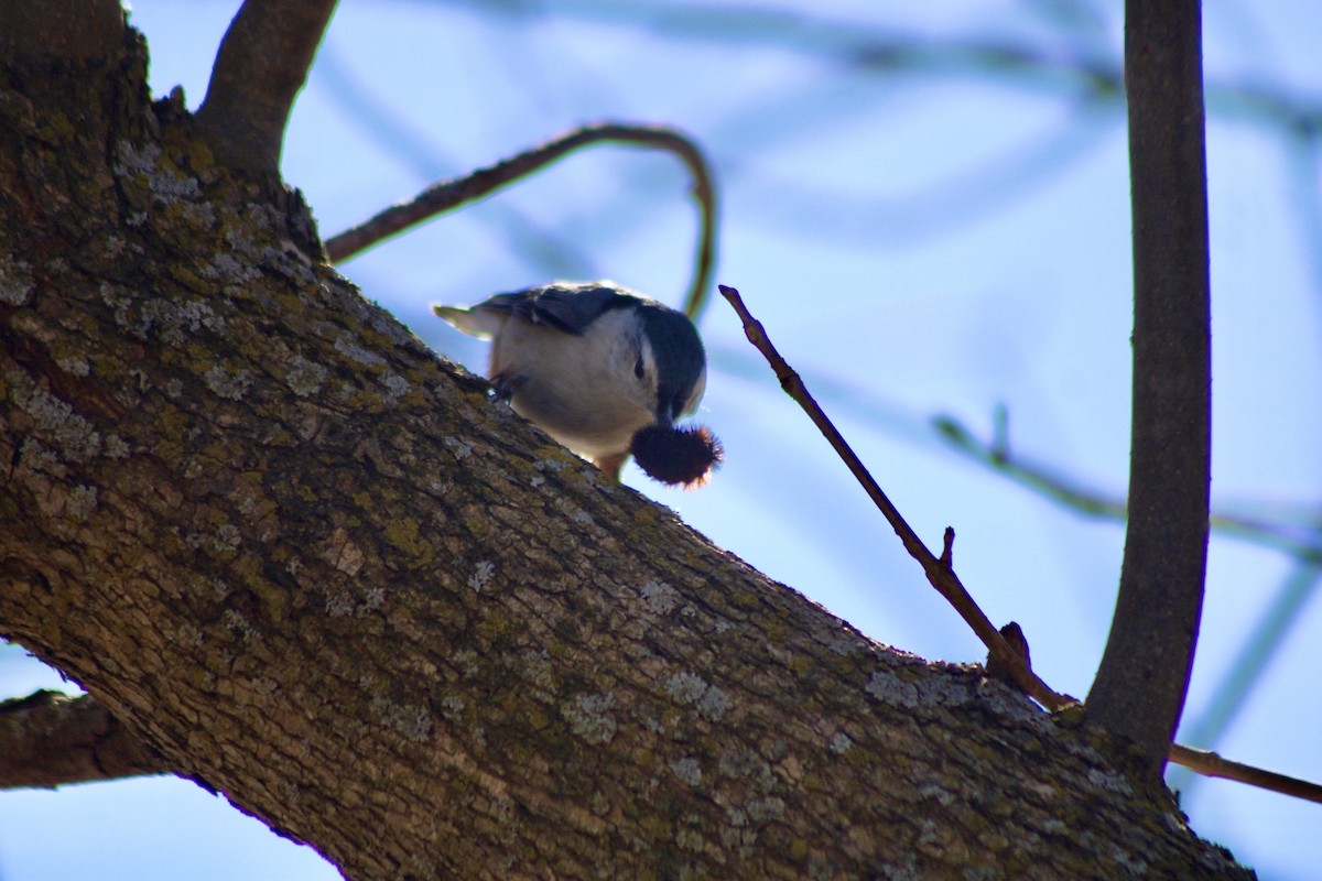 White-breasted Nuthatch - ML631275015