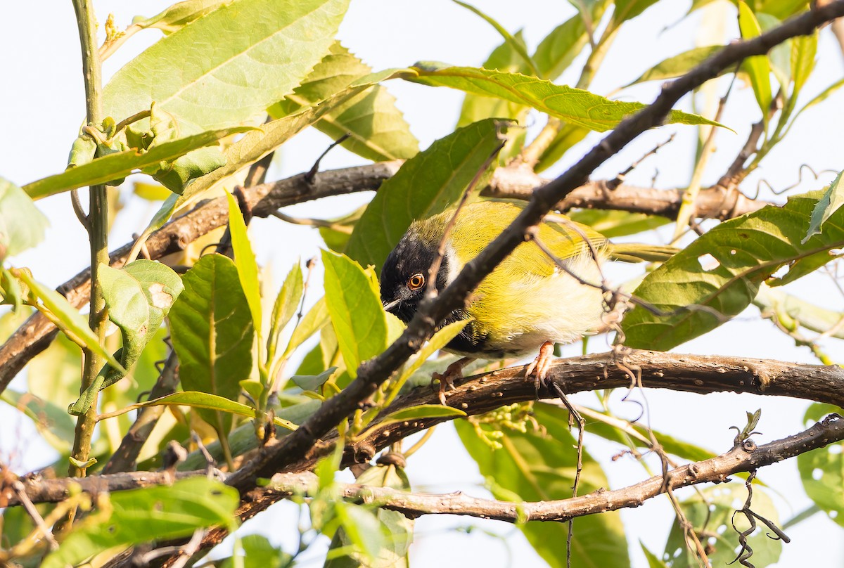 Masked Apalis - ML631275098