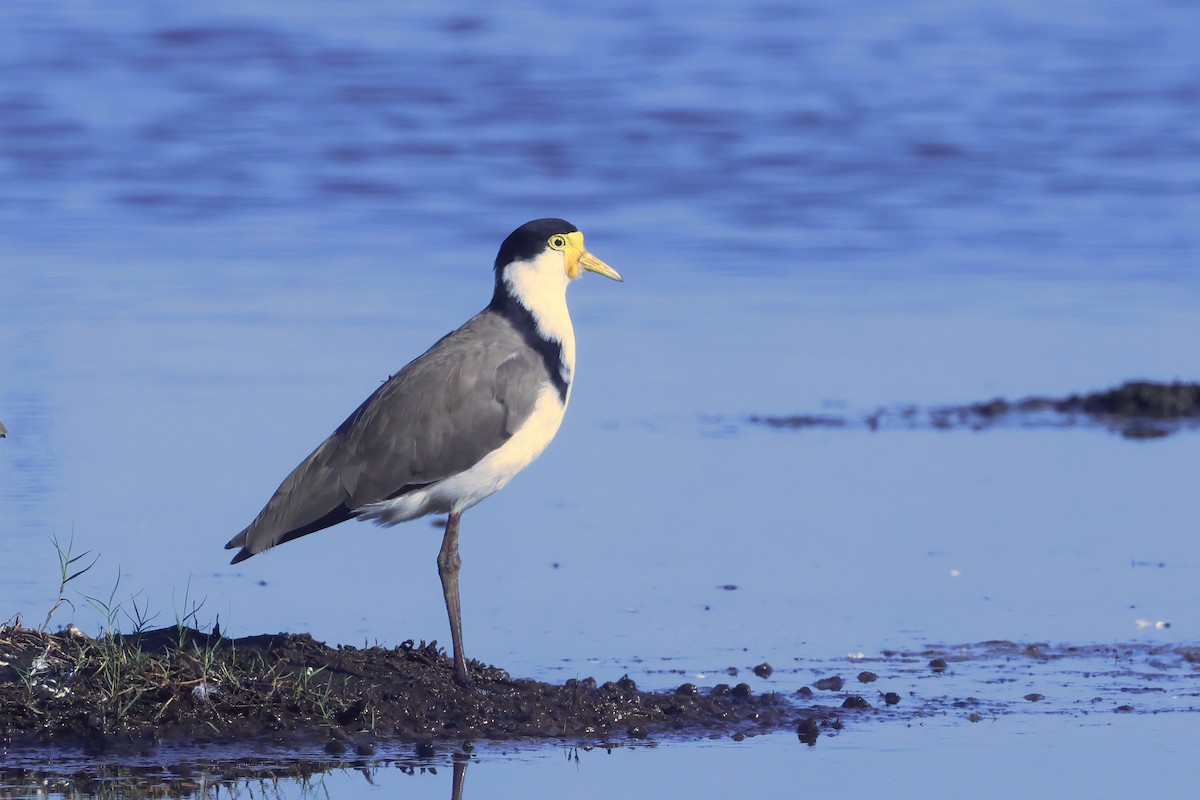 Masked Lapwing (Black-shouldered) - ML631275261