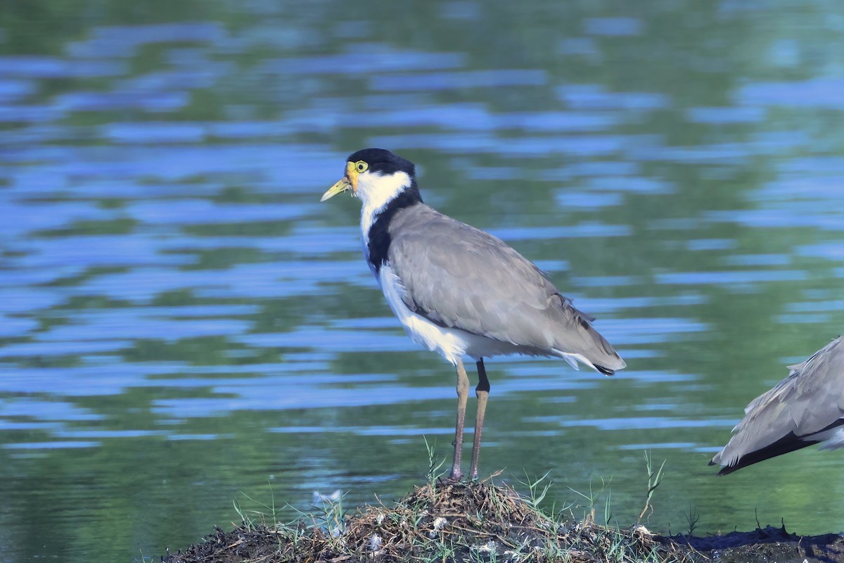 Masked Lapwing (Black-shouldered) - ML631275262