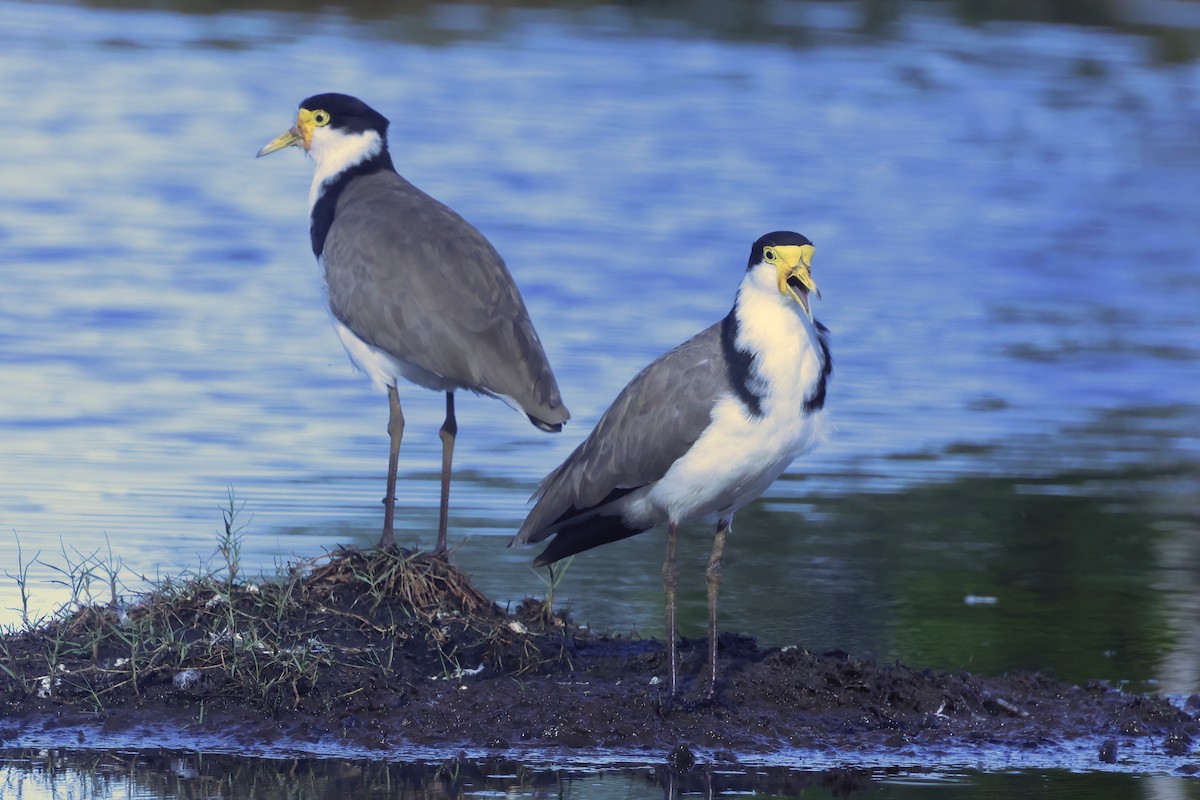 Masked Lapwing (Black-shouldered) - ML631275263