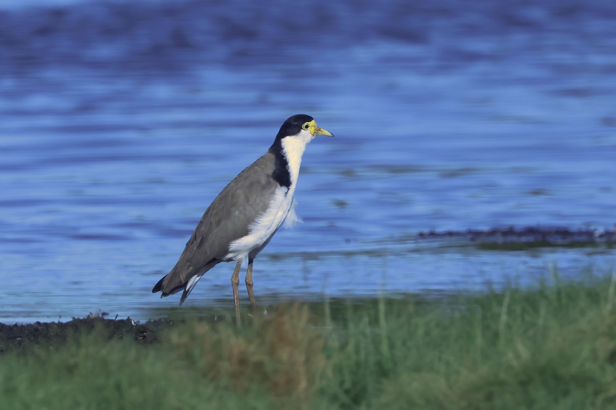 Masked Lapwing (Black-shouldered) - ML631275294