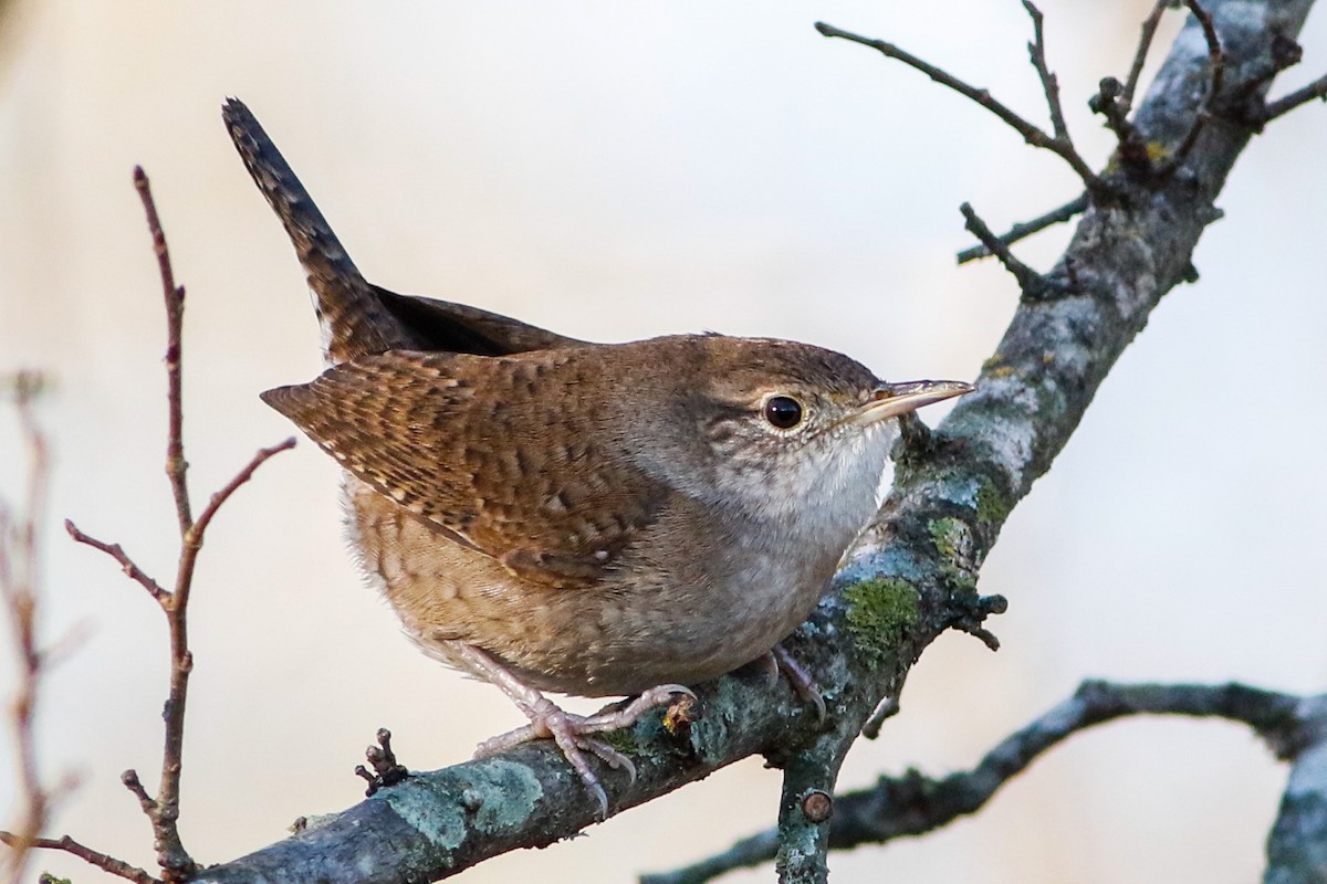 Northern House Wren - ML631275811