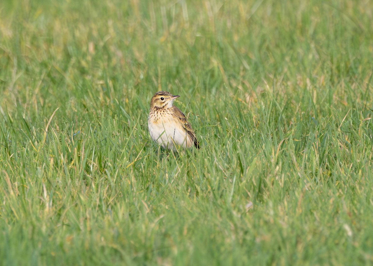 Richard's Pipit - ML631275928