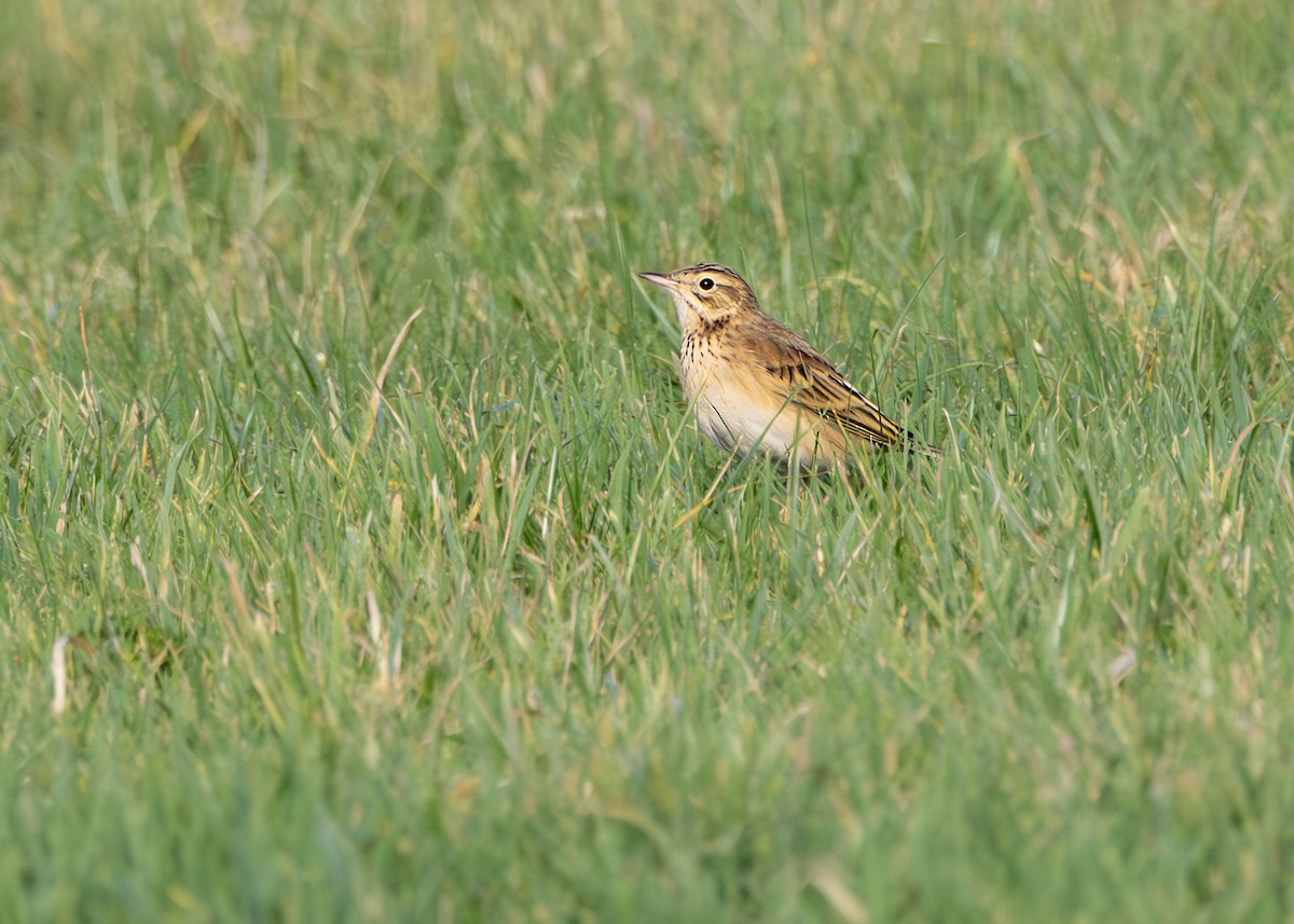 Richard's Pipit - ML631275929