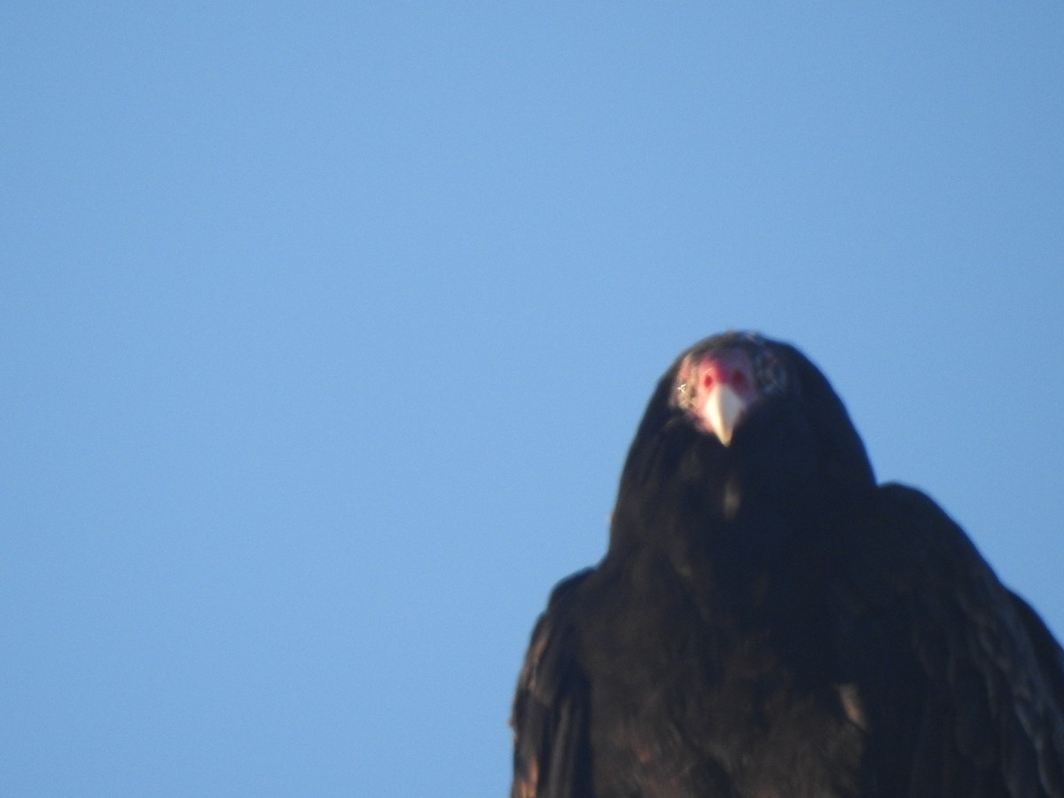 Turkey Vulture - ML631275940