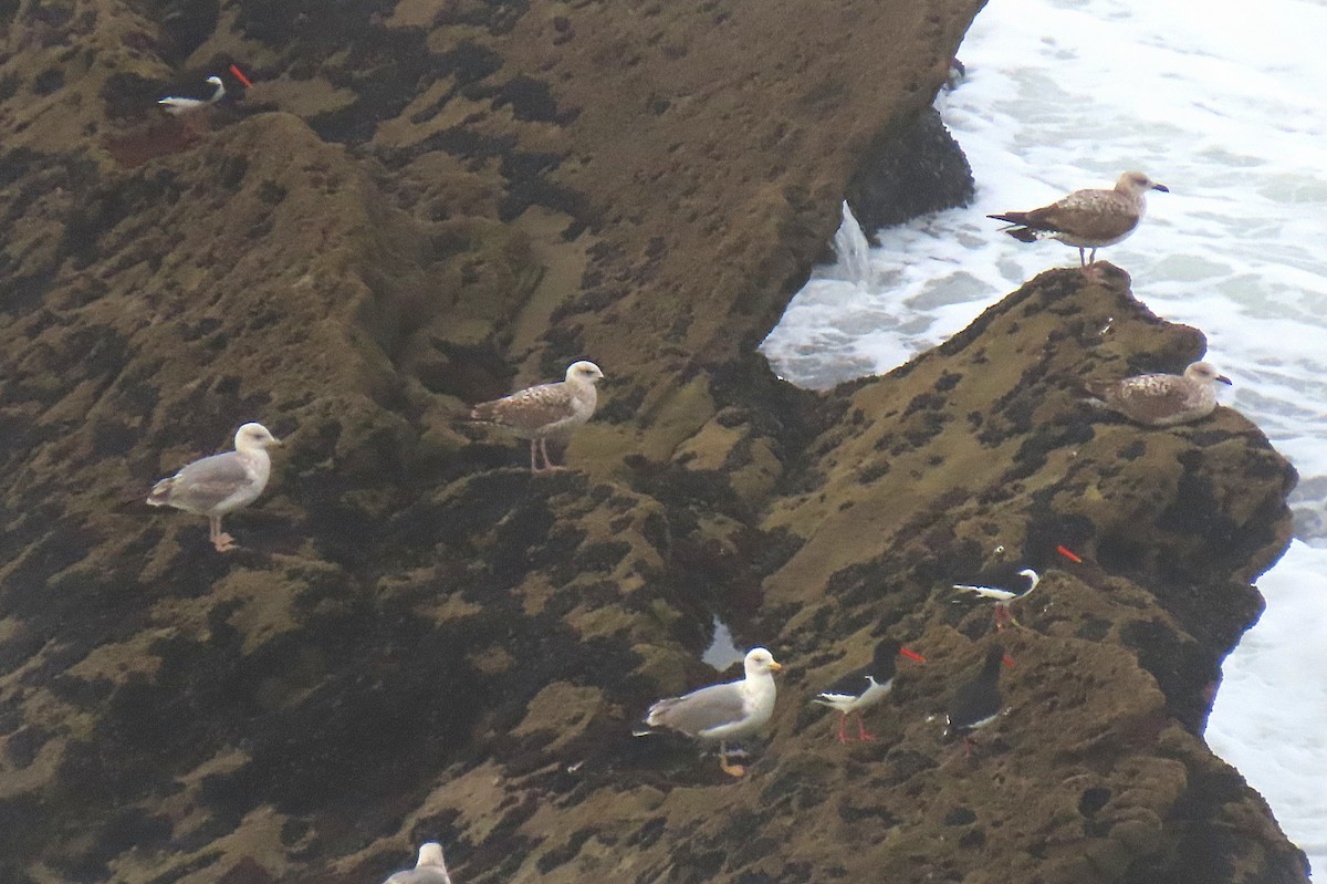 Eurasian Oystercatcher - ML631275948