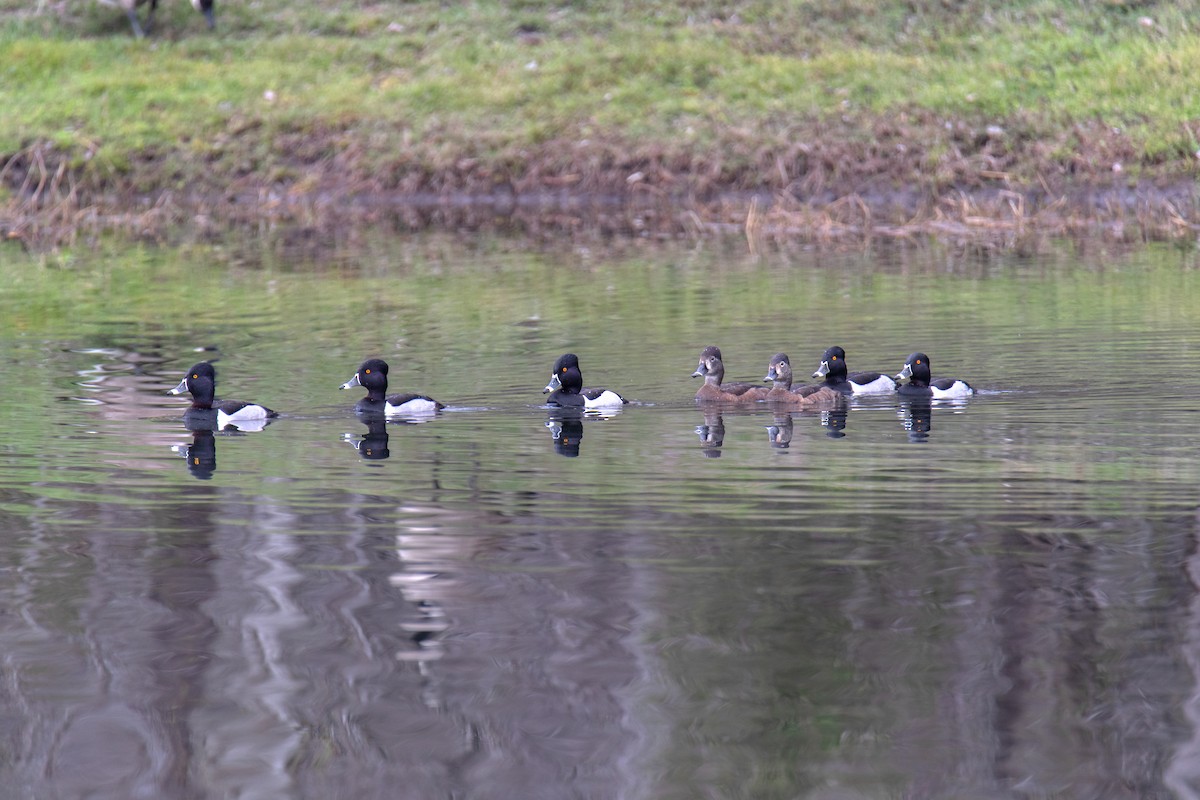 Ring-necked Duck - ML631276110