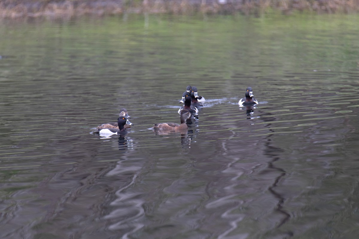 Ring-necked Duck - ML631276113