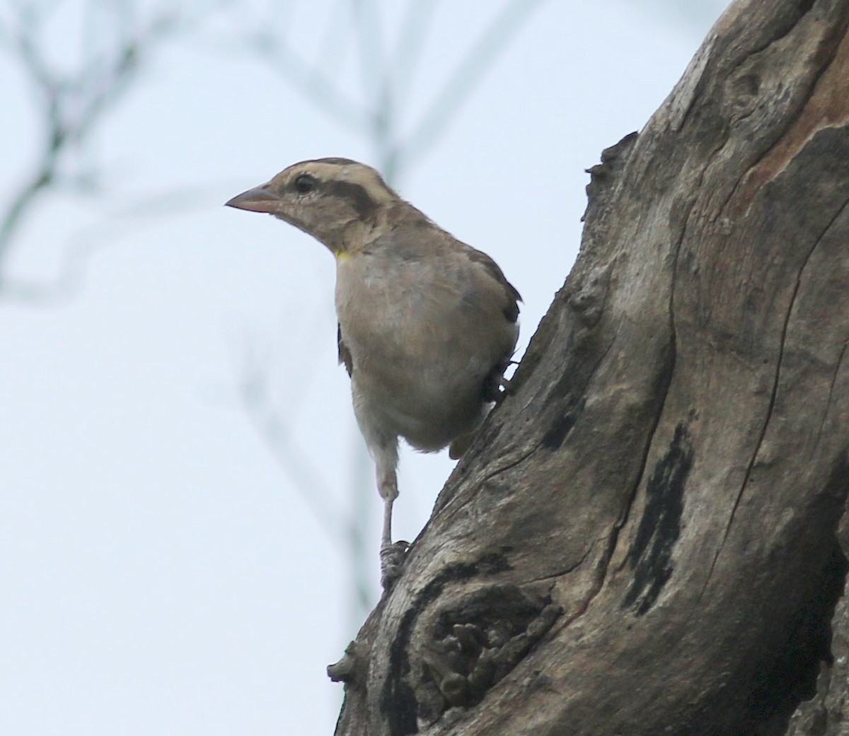 Moineau bridé - ML631276131