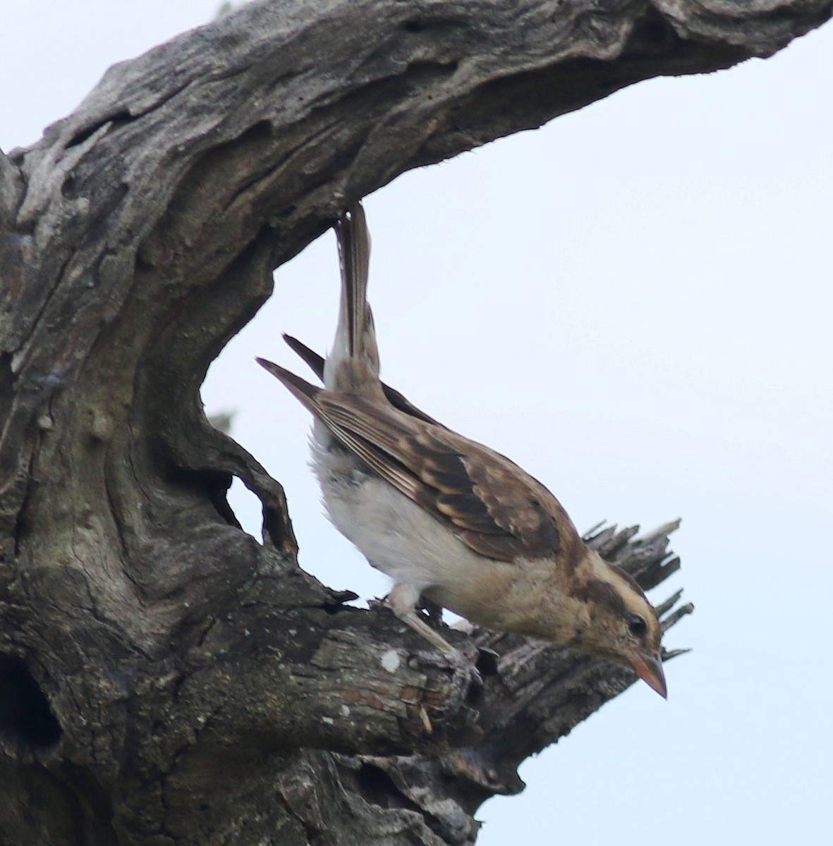 Moineau bridé - ML631276144